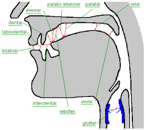 Here is a diagram showing the different body parts of the mouth for each of these places of articulation.